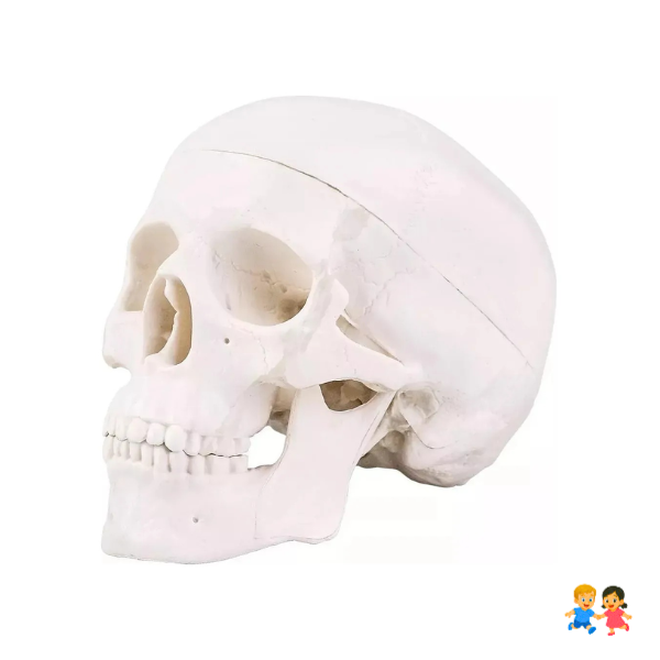 Mini Craneo Humano Modelo Anatómico Desarmable Cabeza