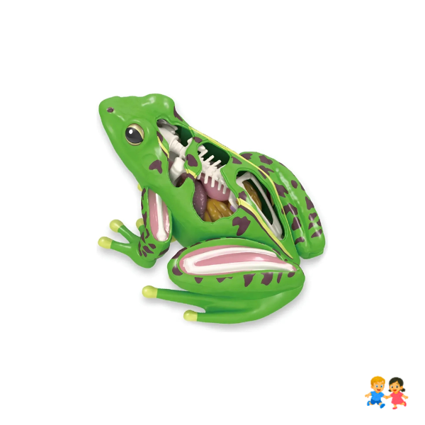 Modelo De Anatomía De Rana Ciencia En 4d Desmontable