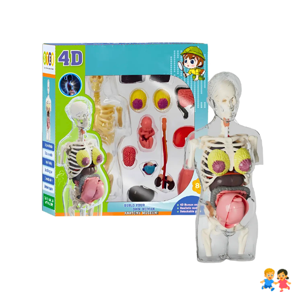 Modelo Anatomía Humana 4D Cuerpo Humano Desarmable Didáctico Embarazo