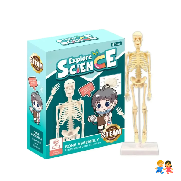 Juguete Científico Modelo Anatómico Esqueleto Humano Armable.