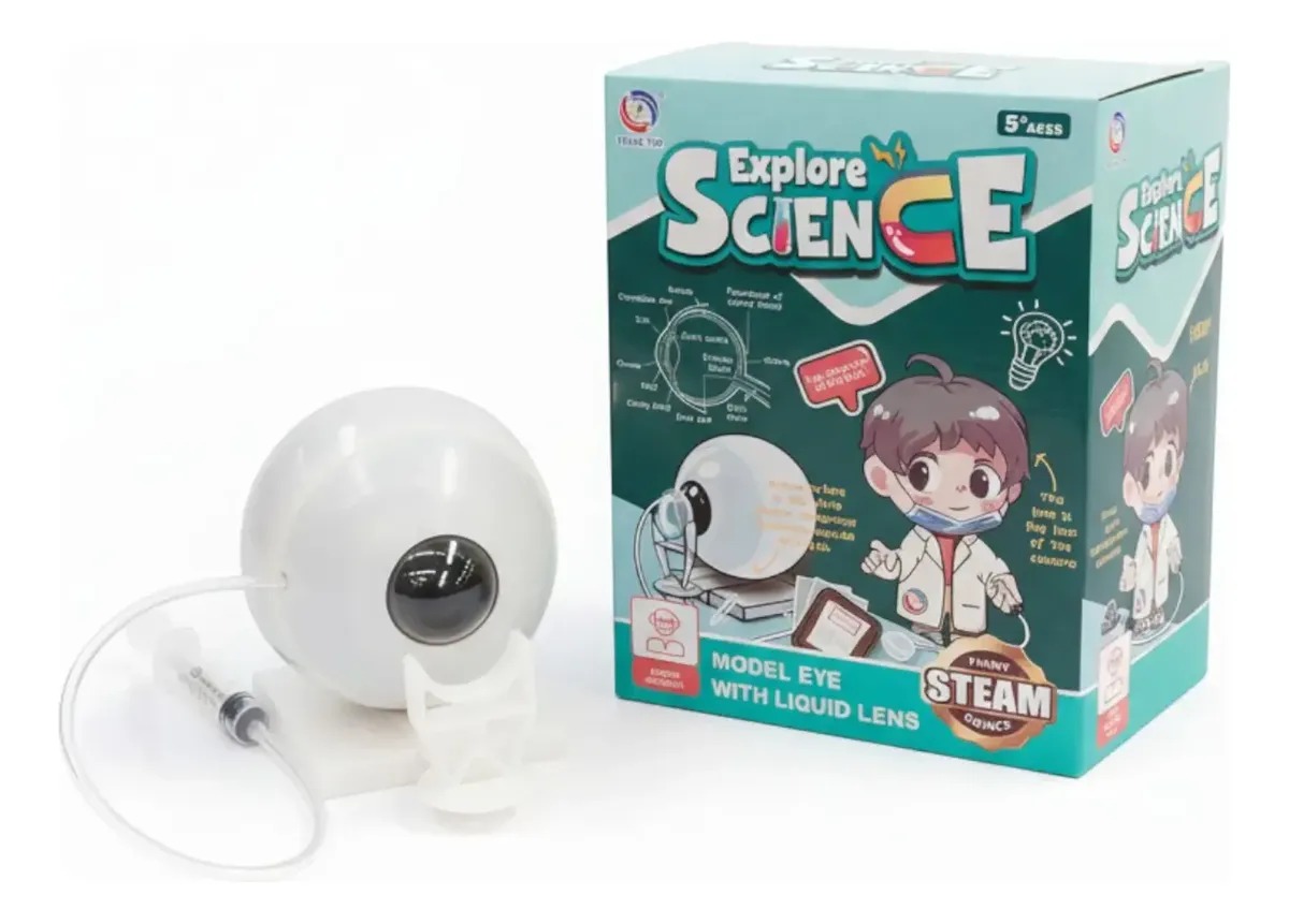 Ojo Humano Globo Ocular Aprendizaje Anatomía