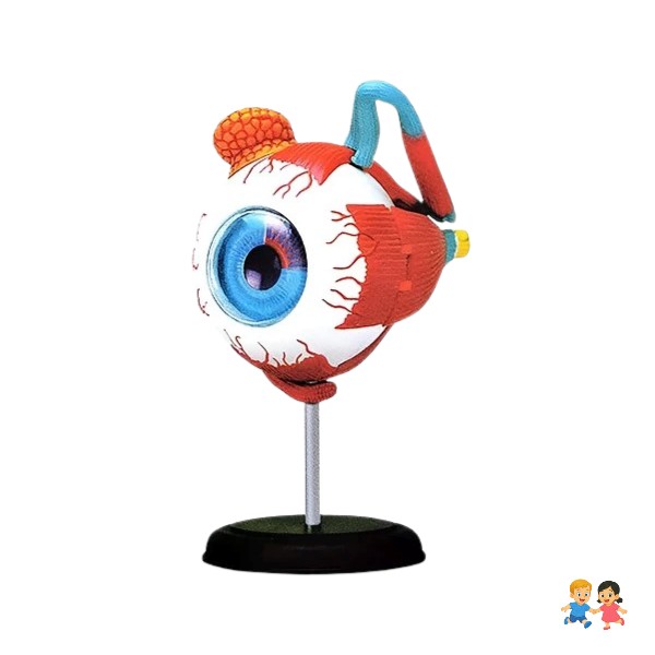 Ojo Humano Modelo De Globo Ocular Anatomía Del Ojo.