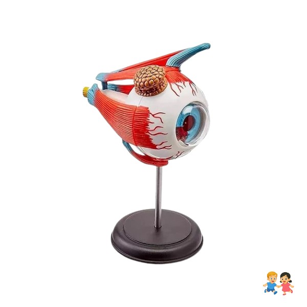 Ojo Humano Modelo De Globo Ocular Anatomía Del Ojo.
