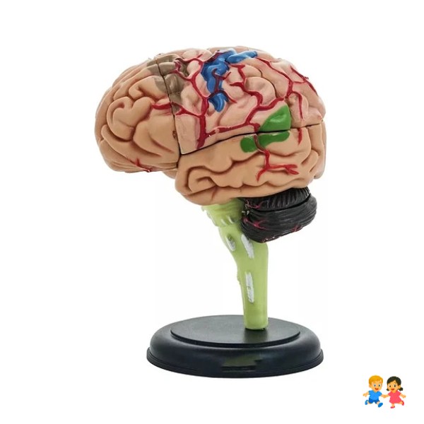 Modelo Anatómico Estudio Cerebro Humano Arterias Desarmable.