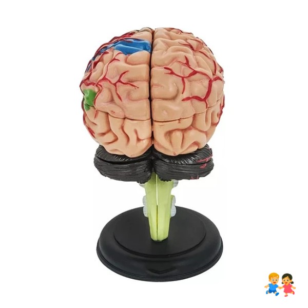Modelo Anatómico Estudio Cerebro Humano Arterias Desarmable.