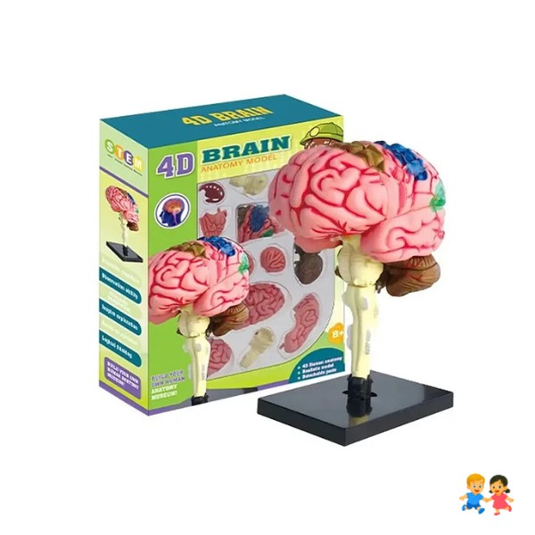 Modelo Anatómico Estudio Cerebro Humano Arterias Desarmable.
