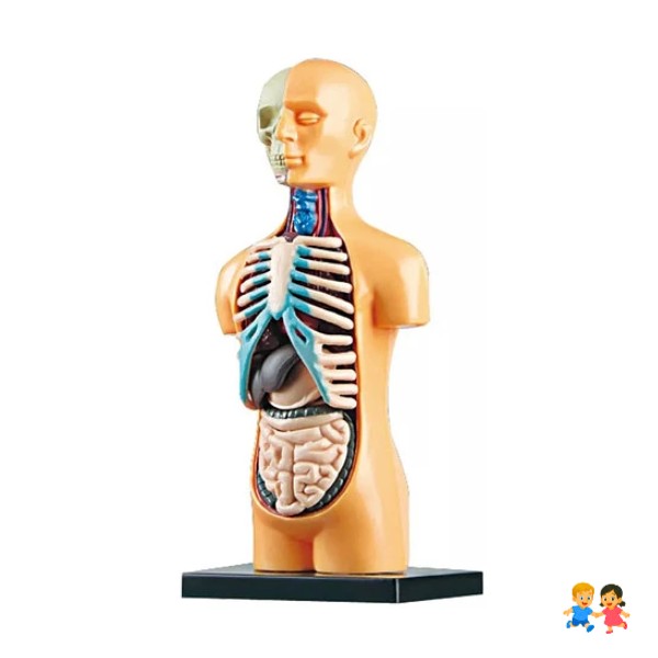 Torso Humano Modelo Anatómico Órganos Extraíble 16cm.