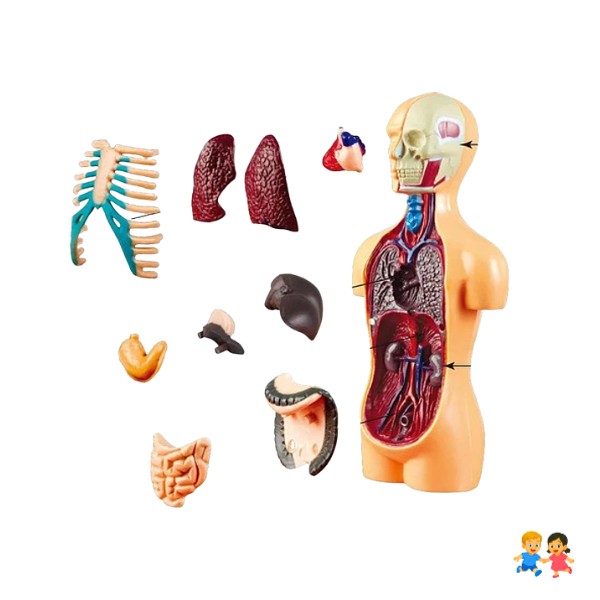 Torso Humano Modelo Anatómico Órganos Extraíble 16cm.