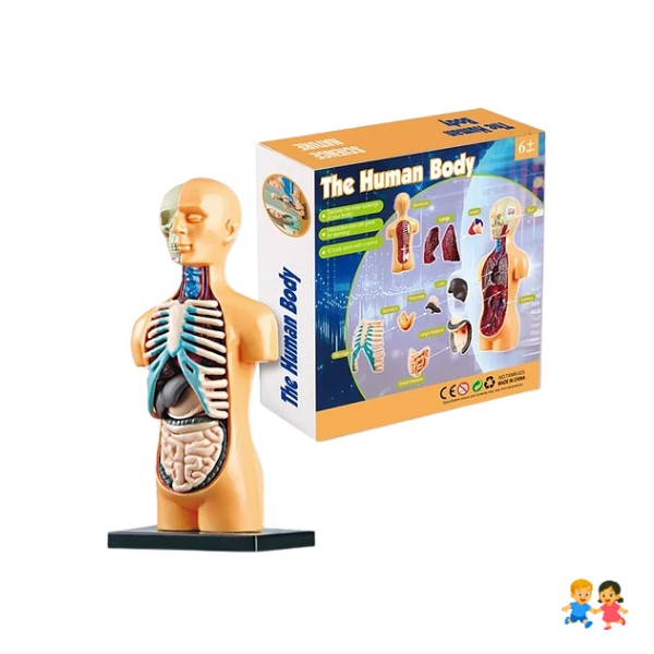 Torso Humano Modelo Anatómico Órganos Extraíble 16cm.