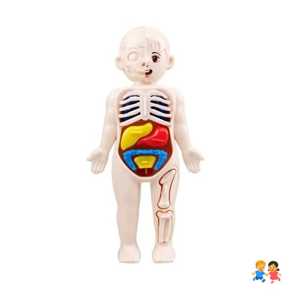 Juguete Anatómico Cuerpo Humano Armable Niños.