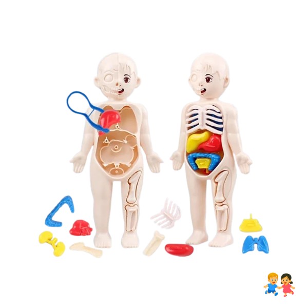 Juguete Anatómico Cuerpo Humano Armable Niños.