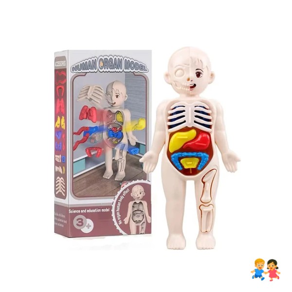 Juguete Anatómico Cuerpo Humano Armable Niños.