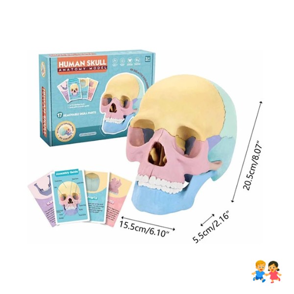 Modelo Anatómico De Cráneo Desmontado Para Educación Médica.