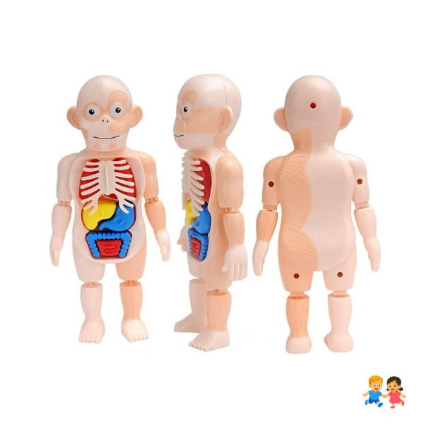 Muñeco Anatomía Para Niños - Montessori
