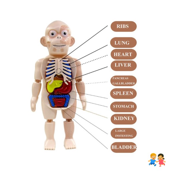 Muñeco Anatomía Para Niños - Montessori