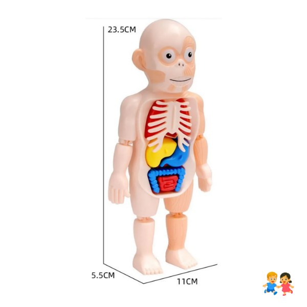 Muñeco Anatomía Para Niños - Montessori