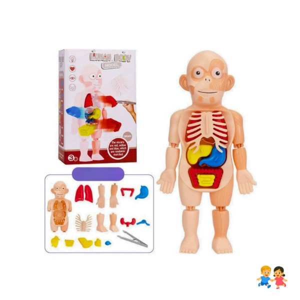 Muñeco Anatomía Para Niños - Montessori
