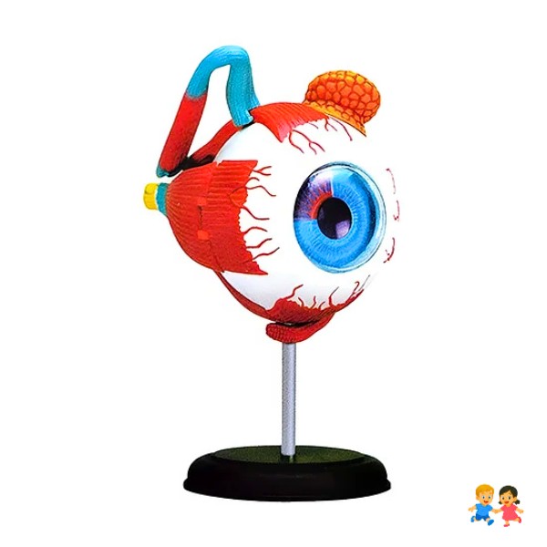 Ojo Humano Modelo De Globo Ocular Anatomía Del Ojo.