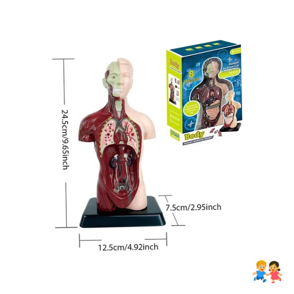 Juguete De Anatomía Torso Humano Realista Interactivo 24cm.