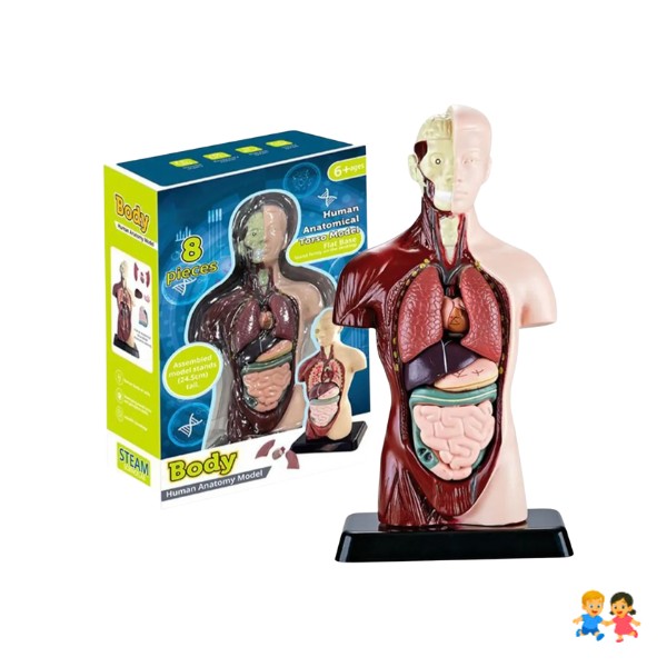 Juguete De Anatomía Torso Humano Realista Interactivo 24cm.