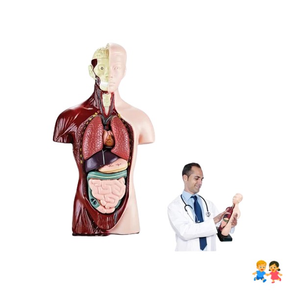 Juguete De Anatomía Torso Humano Realista Interactivo 24cm.