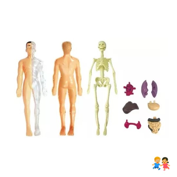 Modelo Anatómico Cuerpo Humano 28cm Extraíbles