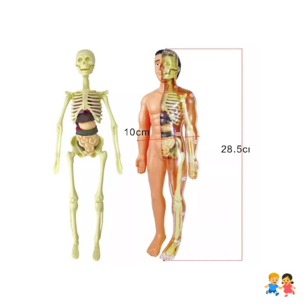 Modelo Anatómico Cuerpo Humano 28cm Extraíbles