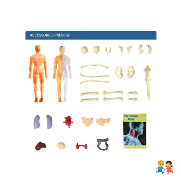 Modelo Anatómico Cuerpo Humano 28cm Extraíbles