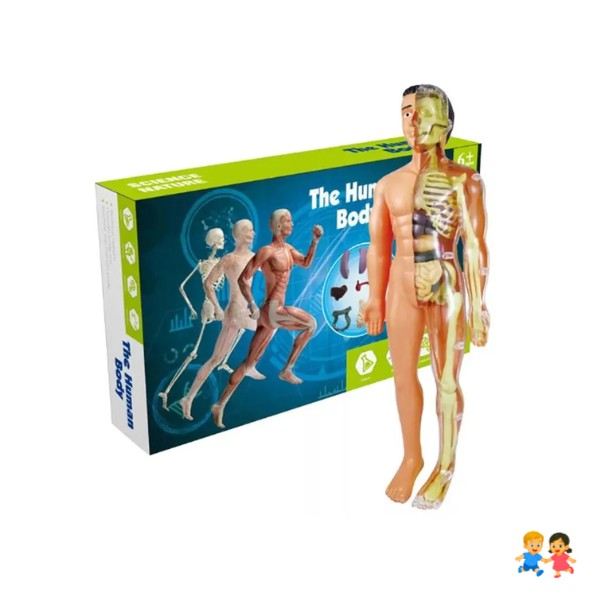 Modelo Anatómico Cuerpo Humano 28cm Extraíbles
