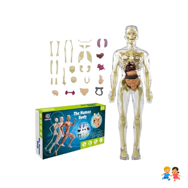 Modelo Anatómico Cuerpo Partes Extraíbles Transparente