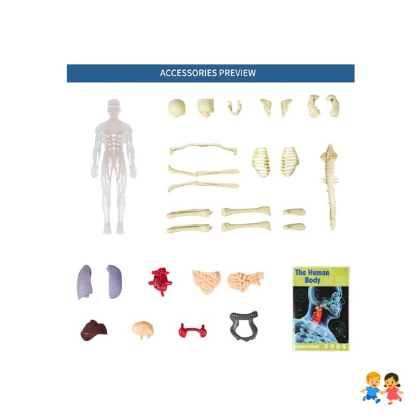Modelo Anatómico Cuerpo Partes Extraíbles Transparente