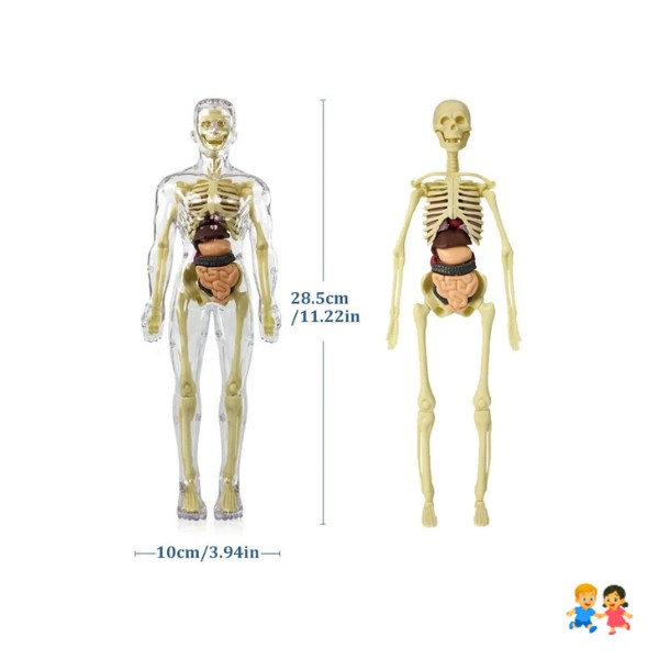 Modelo Anatómico Cuerpo Partes Extraíbles Transparente
