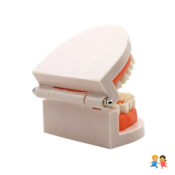 Nuevo Maqueta De Dientes Encías 28 Dientes - Modelo De Anatomico