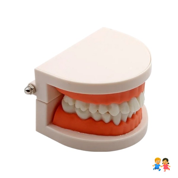 Nuevo Maqueta De Dientes Encías 28 Dientes - Modelo De Anatomico