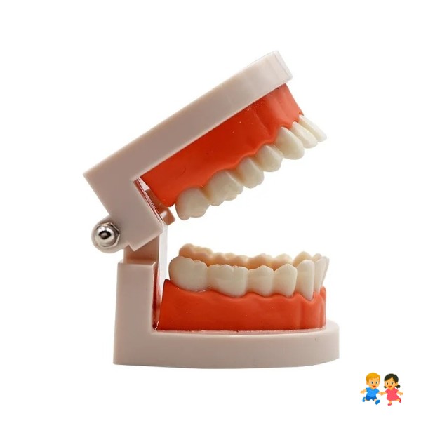 Nuevo Maqueta De Dientes Encías 28 Dientes - Modelo De Anatomico