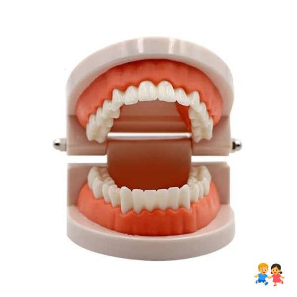 Nuevo Maqueta De Dientes Encías 28 Dientes - Modelo De Anatomico