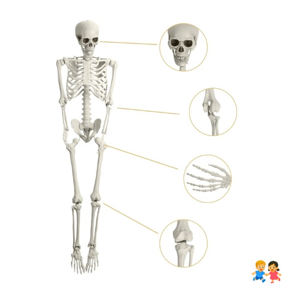 Esqueleto Humano Articulado De 55 Cm