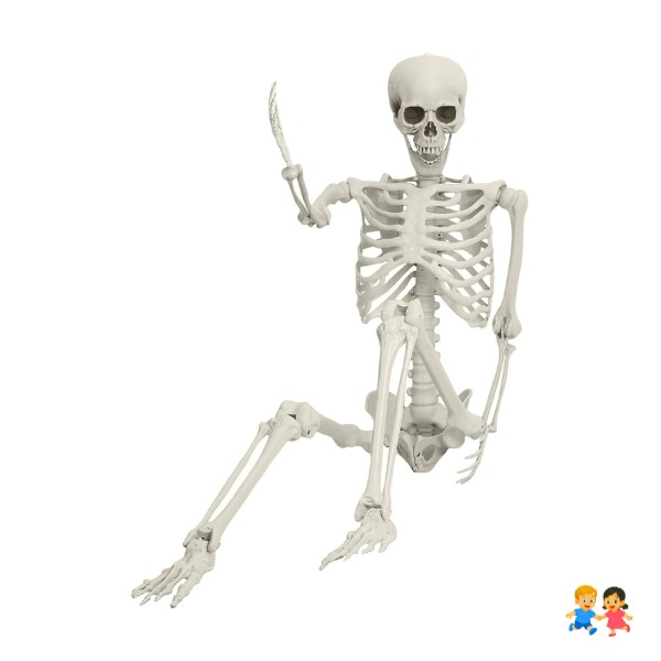 Esqueleto Humano Articulado De 55 Cm
