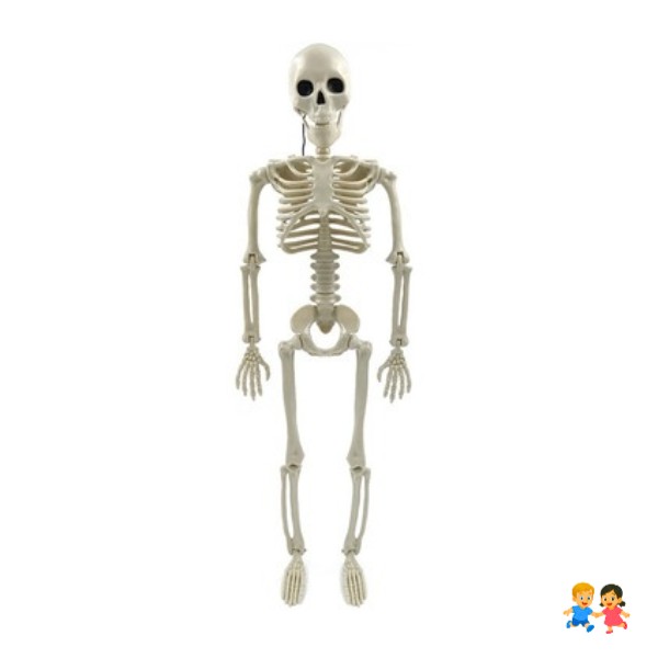 Esqueleto Humano Articulado De 55 Cm