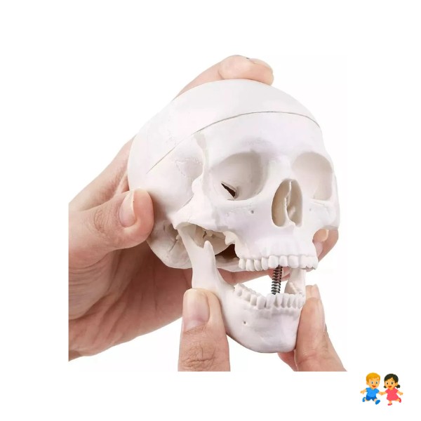 Mini Craneo Humano Modelo Anatómico Desarmable Cabeza