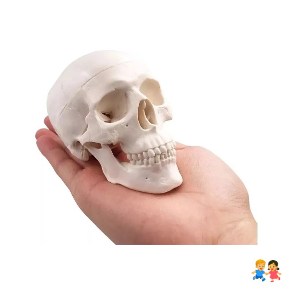 Mini Craneo Humano Modelo Anatómico Desarmable Cabeza
