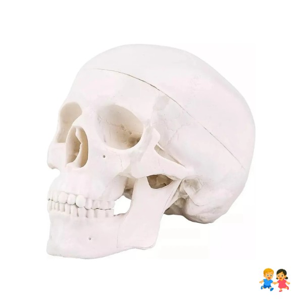 Mini Craneo Humano Modelo Anatómico Desarmable Cabeza
