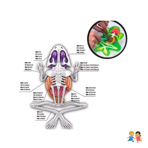 Kit Educativo de Ciencias para Niños Juego de Disección Animal