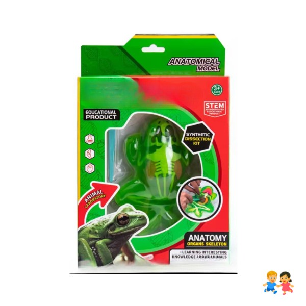 Kit Educativo de Ciencias para Niños Juego de Disección Animal