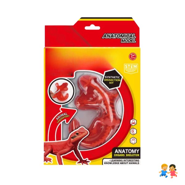 Kit Educativo de Ciencias para Niños Juego de Disección Animal