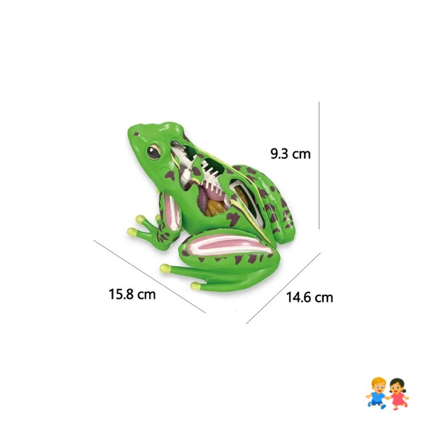 Modelo De Anatomía De Rana Ciencia En 4d Desmontable