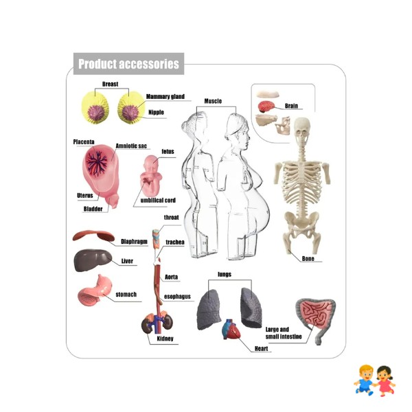 Modelo Anatomía Humana 4D Cuerpo Humano Desarmable Didáctico Embarazo