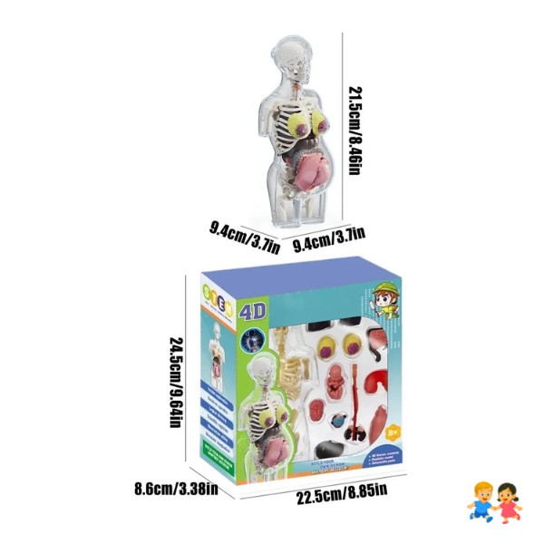Modelo Anatomía Humana 4D Cuerpo Humano Desarmable Didáctico Embarazo