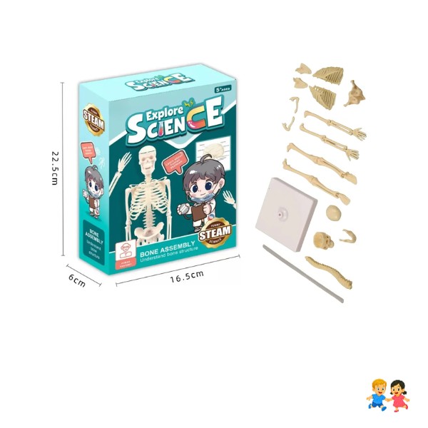 Juguete Científico Modelo Anatómico Esqueleto Humano Armable.