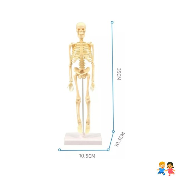 Juguete Científico Modelo Anatómico Esqueleto Humano Armable.